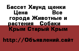 Бассет Хаунд щенки › Цена ­ 20 000 - Все города Животные и растения » Собаки   . Крым,Старый Крым